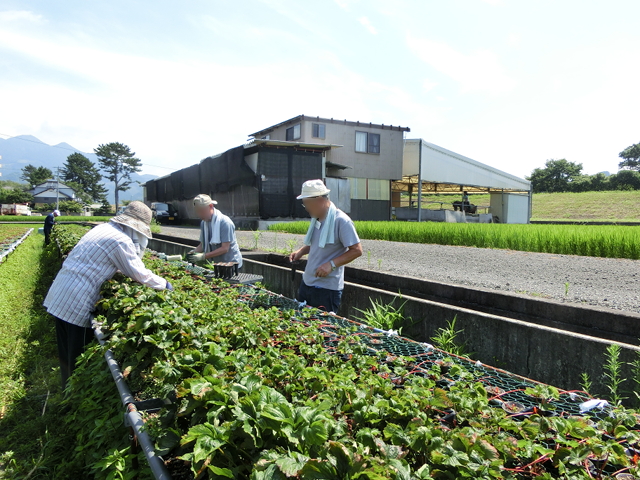 美和農業体験 〜さつまいも・青大豆編〜