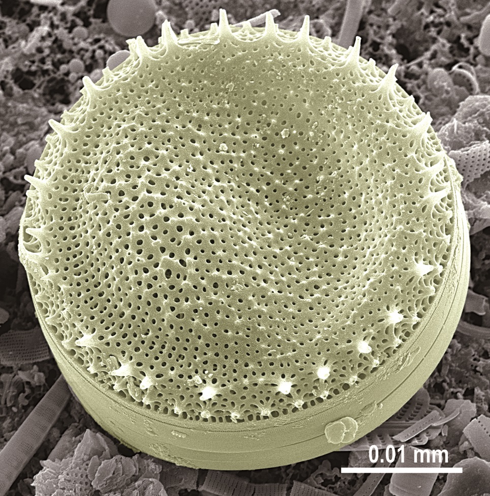 科学茶房　珪藻とミクロな化石カフェ